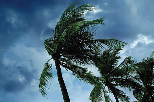 Palm trees being blown in high winds